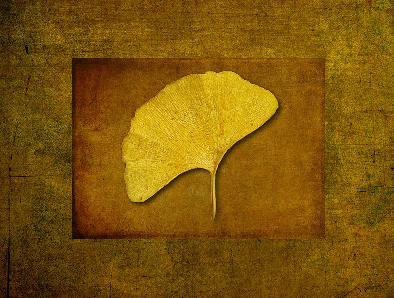 16 PhArtw_0021 2013 Gingko 1 40x50 cm.jpg